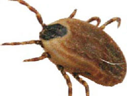 Kene bir can daha aldı