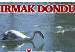 Kuğular Civil de mahsur kaldı