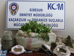 Giresun'da esrar operasyonu