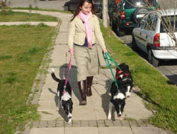 Ordu'da hayvan gezdirme yasağı