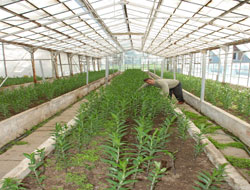 Ordu'da iş garantili seracılık kursu