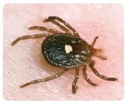 Kene doymuyor, bir kurban daha!