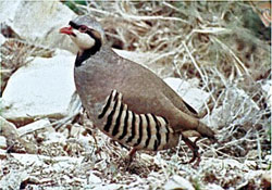 Giresunda yaban hayatı gelişiyor
