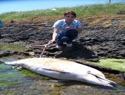 Ordu sahilinde ölü yunus bulundu