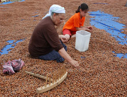 Fındık tan 1.194 milyar Dolar