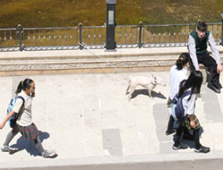 Karatina Nerede?.. Sokaklar köpek dolu