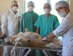 Sokak hayvanları kısırlaştırılıyor