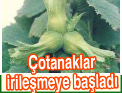 Fındık üreticilerine uyarı!