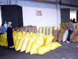 TMO fındığı FKB'ye devredilsin