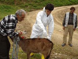 Keneyle ilaçlı mücadele