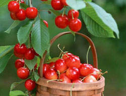 Kirazın anavatanı Giresun