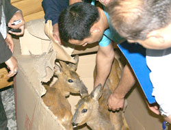 Yaban Hayatı Kurtarma Merkezi açıldı