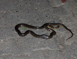 Yılanlar sokağa indi