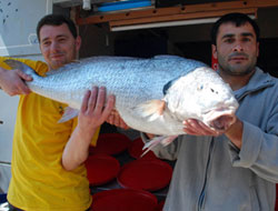 Karadeniz'de dev kötek balığı