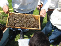 Ordu'da sahte bal denetlemesi