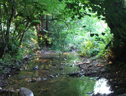 Dereye düştü kayboldu