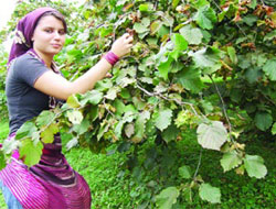 Fındık fiyatı tartışmaları başladı