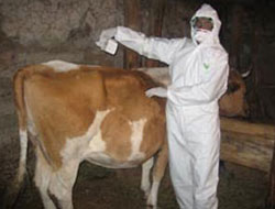 200 hayvana kene ve şap aşısı