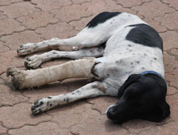 Yaralı köpek ölüme terkedilmedi