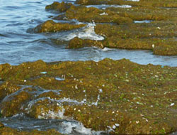 Karadeniz S.O.S veriyor