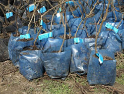 Fındığa elternatif kivi ve ceviz ekiliyor