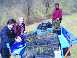 Korgan'da fındığa kuşburnu alternatifi