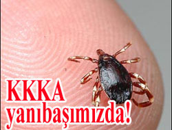 Kene yanıbaşımızda can aldı!