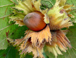 " Yeni Fındık Stratejisi" toplantı raporu açıklandı