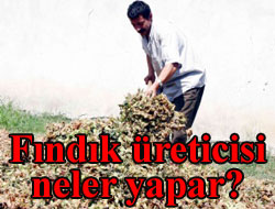 Fındıkta 11 ay yatma meselesi