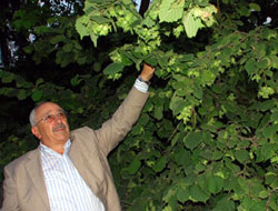 Fındığa 5x5 modeli getirilsin