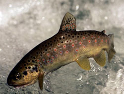 2 bin yavru alabalık doğaya salınacak