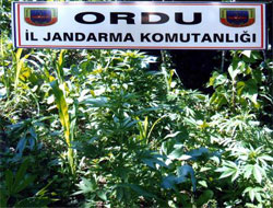 Jandarmadan kenevir operasyonu