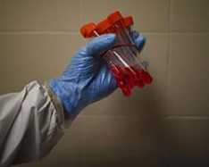 Samsun'da domuz geribi şüphesi!