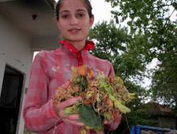 Samsun'da fındık rekoltesi açıklandı