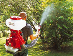 Fındık bahçesi temizliğine dikkat