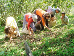 Üretici fındık kararnamesine tepkisiz