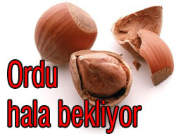 Rekolte de yaya kaldık!