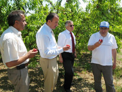 Kaban "Meyve üreticisine ücretsiz arazi veririz"