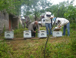 10 aileye arı kovanı dağıtıldı