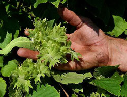 "Üretici lobilere teslim edildi"