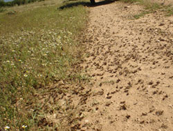 Çekirgeler ekili alanları istila etti