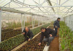 Karadeniz de seracılar zarar ediyor