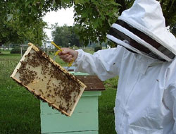 Arıcılıkta yeterince verim alınamıyor