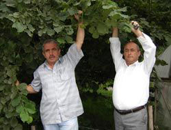 Yeni fındık politikası memnun etmedi