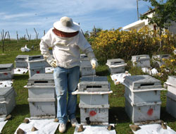 Arıcılar ruhsatlı silahtan dertli