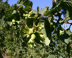 TARSİM'den  sembolik çekler