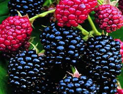 Gençlik iksiri gibi