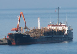 Ordu Limanı Tam Gaz
