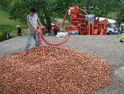 Patozlar ortaya çıkmaya başladı