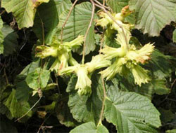 Üreticiye fındık toplama uyarısı